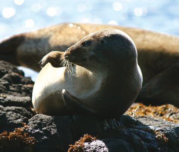 Seals6