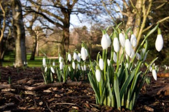 Image of snowdrops