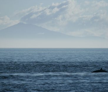 Whale Neist Point3b