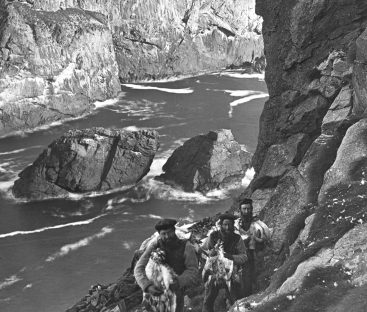 St Kilda Puffins © MacLeod Estate