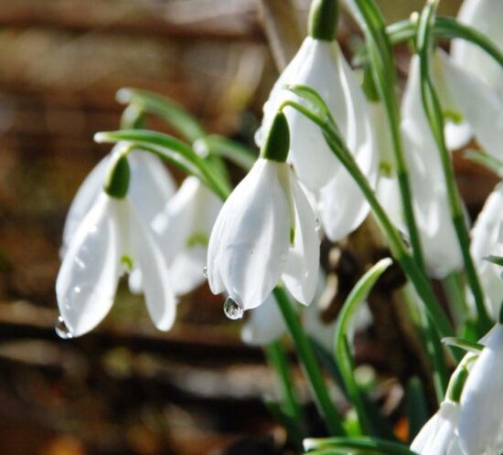 Image of snowdrops