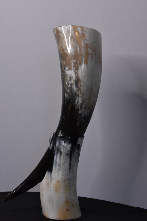 Dunvegan Castle Drinking Horn - Image 3