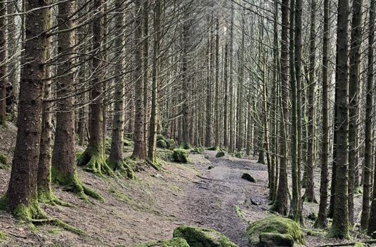 Woods 2