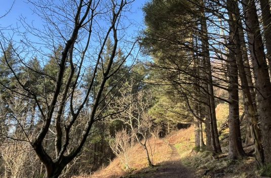 woods
